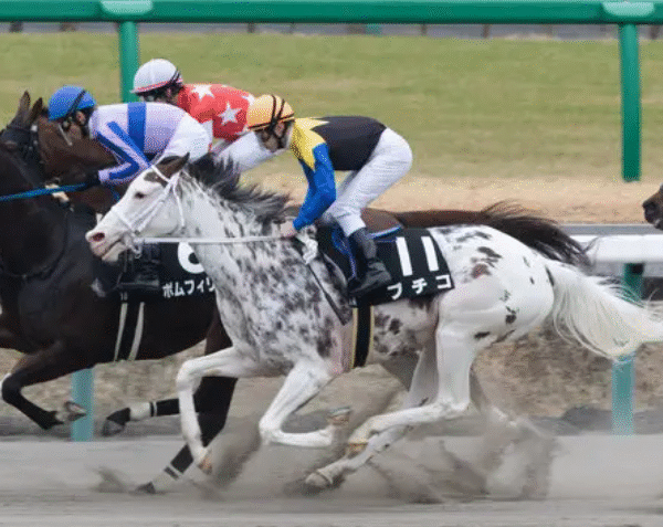 Fan-Favorite Horses Celebrated Worldwide