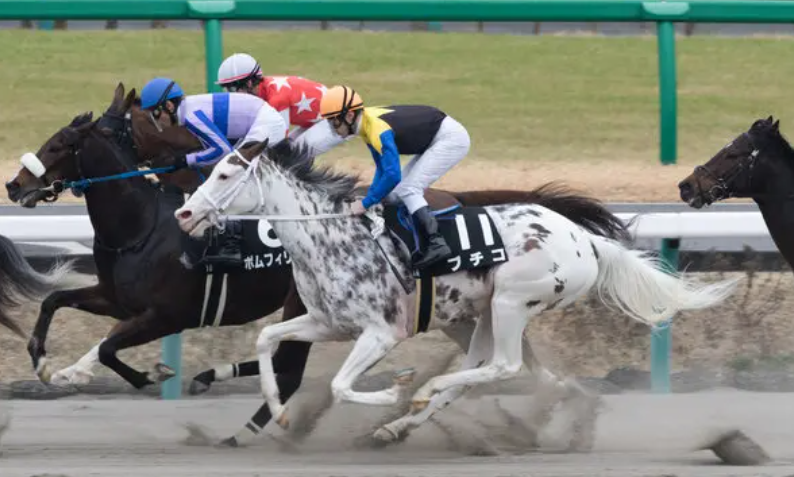 Fan-Favorite Horses Celebrated Worldwide