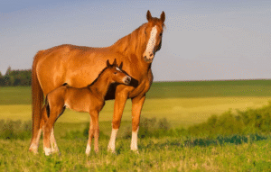 Fillies and Mares Who Outran the Stallions