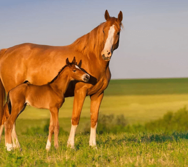 Fillies and Mares Who Outran the Stallions