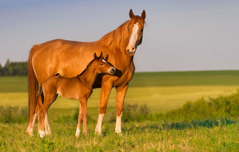 Fillies and Mares Who Outran the Stallions